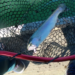 激シブトラウト涙