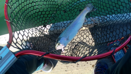 激シブトラウト涙