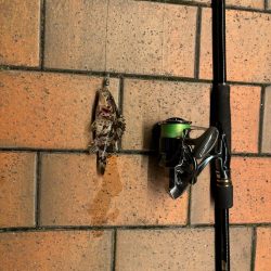 前回と同じとはならず🐟