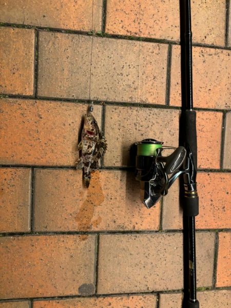 前回と同じとはならず🐟