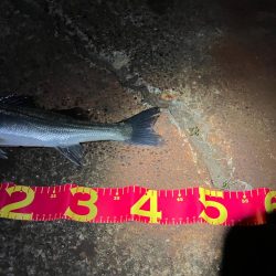 キタ！イナッコパターン