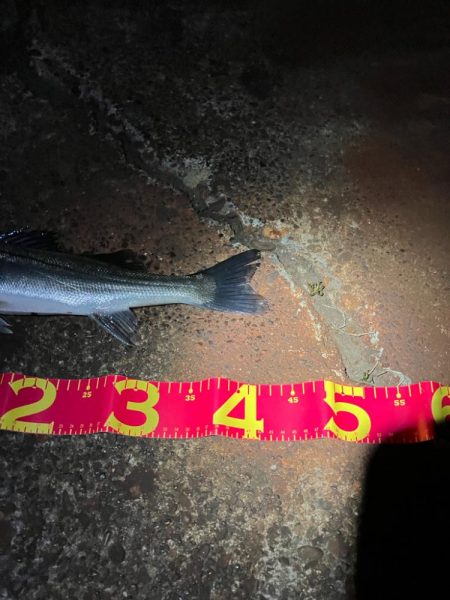 キタ！イナッコパターン