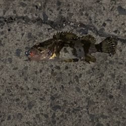 みんなのアイドルガッシー