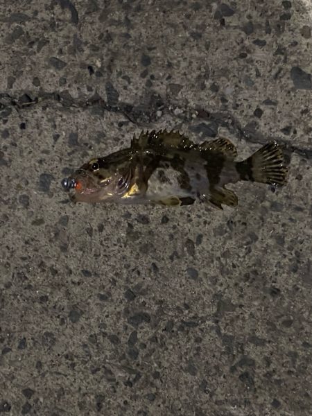 みんなのアイドルガッシー