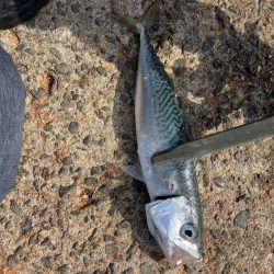 アジ、イワシ、サバ