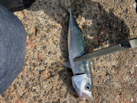 アジ、イワシ、サバ