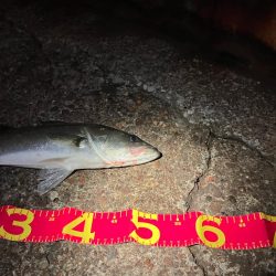 中華製ミノー絶好調！