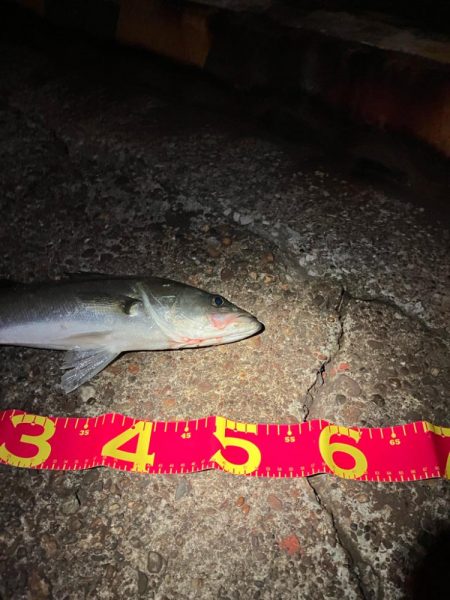 中華製ミノー絶好調！