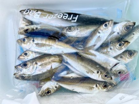 田ノ浦漁港 サビキ釣り