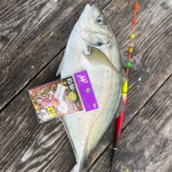 少人数貸し切りで釣堀紀州🎣