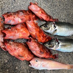 本命はシロアマダイでしたが