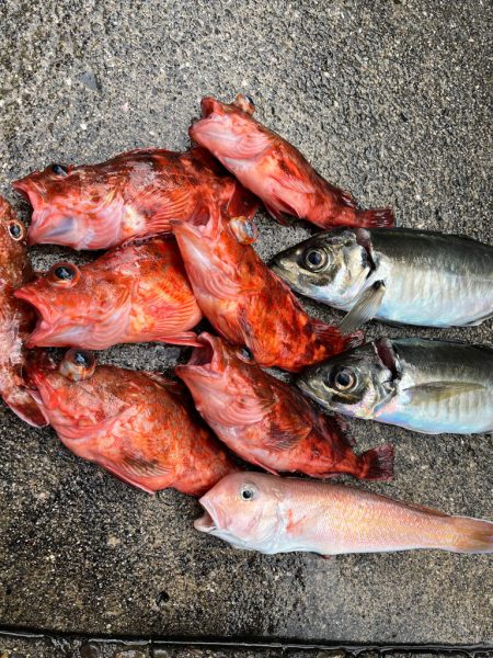 本命はシロアマダイでしたが