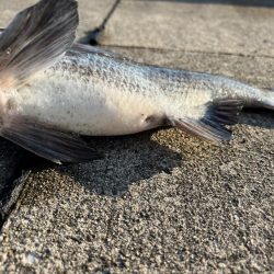 今の時期のおチヌさんは元気がいい！