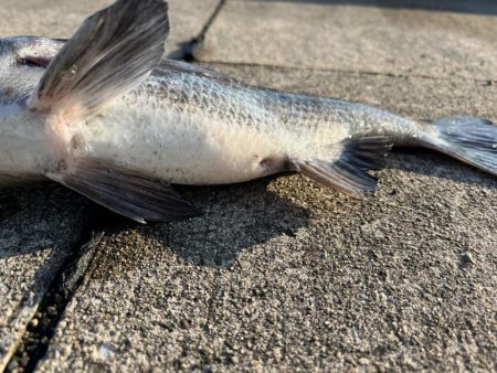 今の時期のおチヌさんは元気がいい！