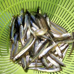 愛知県入鹿池ボート ワカサギ釣り！