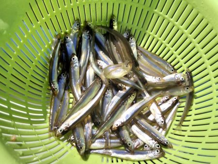 愛知県入鹿池ボート ワカサギ釣り！