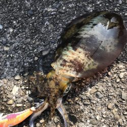 2024年エギングスタート!! 水温低い中なんとか1杯