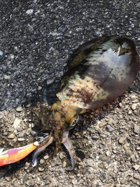 2024年エギングスタート!! 水温低い中なんとか1杯