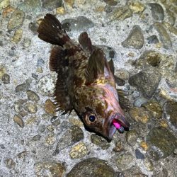 メバルは無反応！ガシラはまだ元気！！