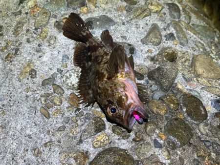 メバルは無反応！ガシラはまだ元気！！