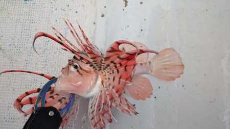 色々釣れました