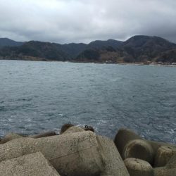 まさかのサワラ