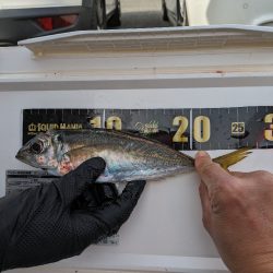 鯵大爆発釣果!!