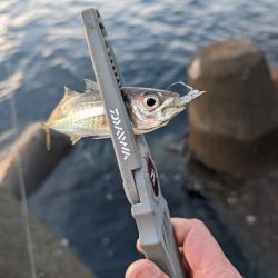 陸っぱり釣行記ジグ単