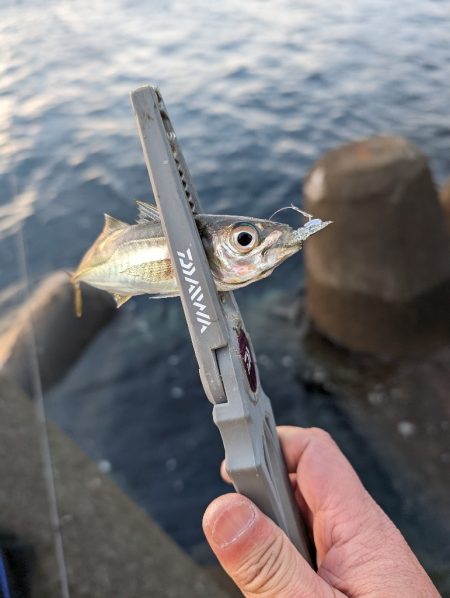 陸っぱり釣行記ジグ単