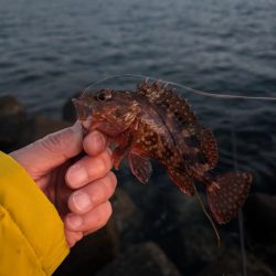 陸っぱり釣行記