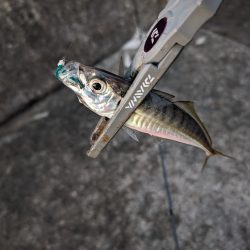 陸っぱり釣行記