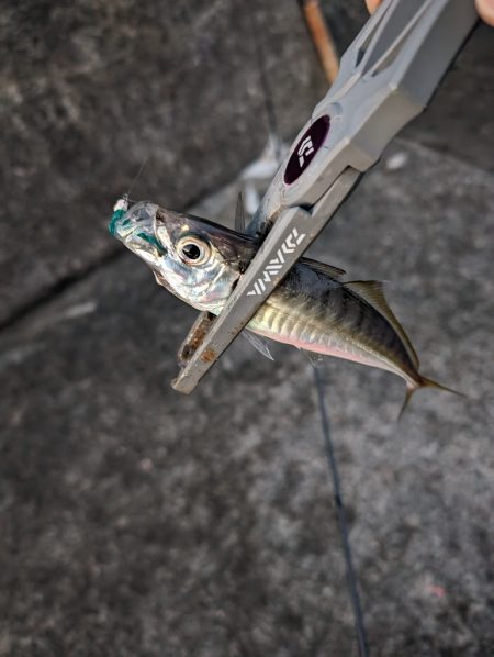 陸っぱり釣行記