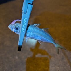 陸っぱり釣行記