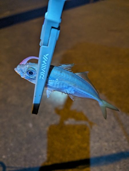 陸っぱり釣行記