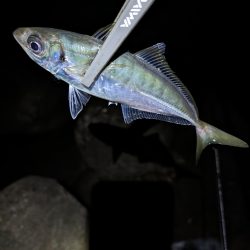 陸っぱり釣行記