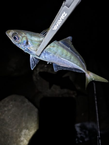 陸っぱり釣行記