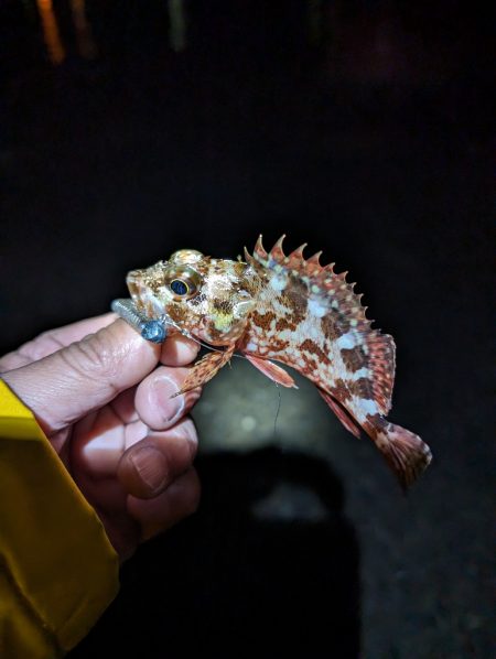 陸っぱり釣行記