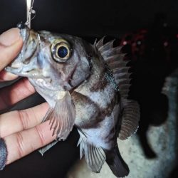 かぼちゃ島メバル🐟