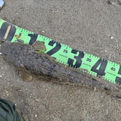 マゴチ釣れました!