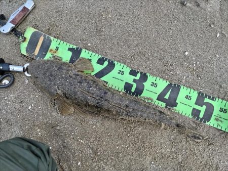 マゴチ釣れました!