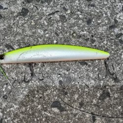 今年初の鰤！釣れました!