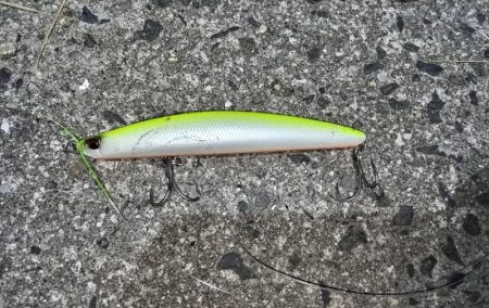 今年初の鰤！釣れました!