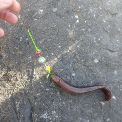 ファーストフィッシュはガシラ