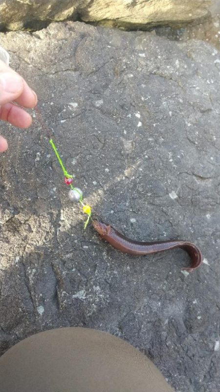 ファーストフィッシュはガシラ