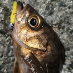 家出メバリング