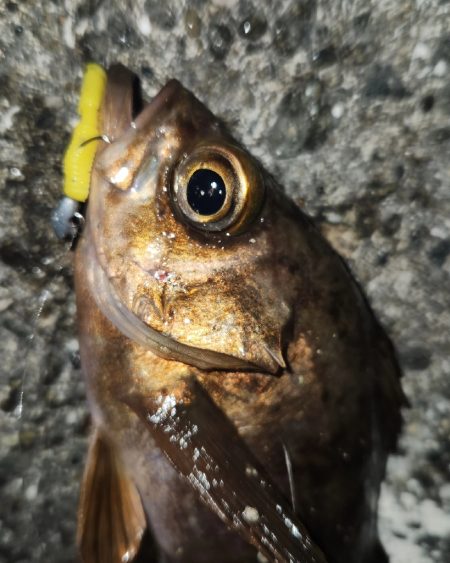 家出メバリング