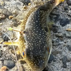 夕マヅメ/ライトルアー