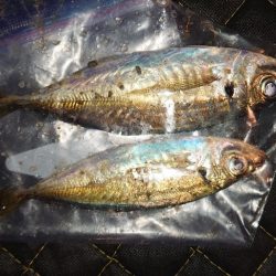 かなり久しぶりにやりましてん！