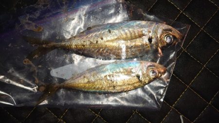 かなり久しぶりにやりましてん！