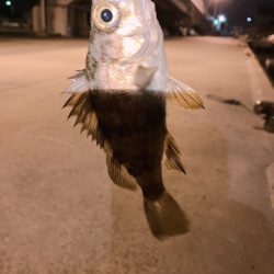 クーのぼっち釣行記!